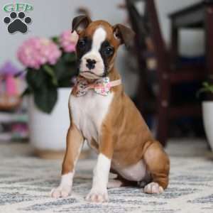 Indigo, Boxer Puppy